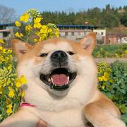 王小小的宇大大的个人资料头像