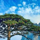 自由的溪流cc头像