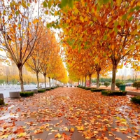 香满怀鲜花店头像