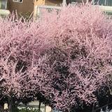 咖啡豆男孩123头像