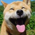 番茄61821567198头像