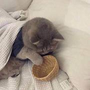 莫非Kiko的个人资料头像