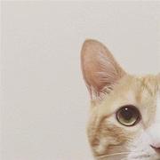 啊小K的个人资料头像