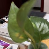 唐朝89450头像