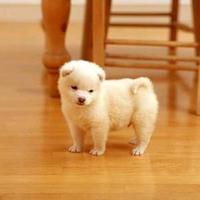 番茄466648038900926头像