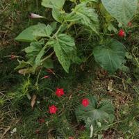 热闹铅笔c6头像