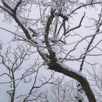 我是小爆豆呀头像