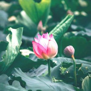 缘帅励志学堂头像