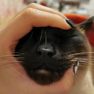 大柒宝头像