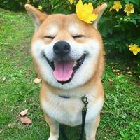 港陆数码1988头像