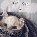 一只大橘猫的个人资料头像