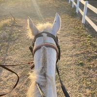 外向奶酪92O头像