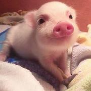 编程菜鸟小胖砸的个人资料头像