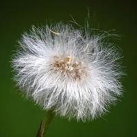 祭灵一剩人头像