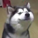 高健的个人资料头像