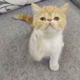 橘猫先生976头像