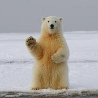 煤气外露头像