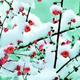 踏雪寻梅WJD头像