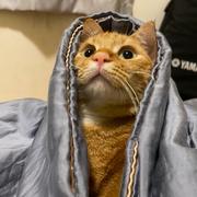 偶尔充充电的个人资料头像