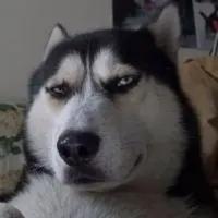 小猪骑佩奇头像