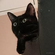 哈猪咪的麻麻的个人资料头像