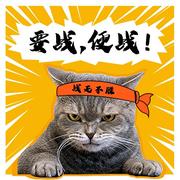 七安学编程的个人资料头像