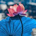 茶车炮头像
