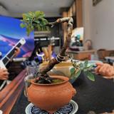 乌焦巴弓no1头像