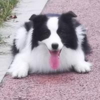 渔夫与蛇头像