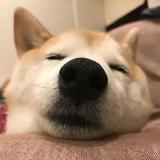 落南北丶头像