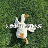 雨辰39353头像