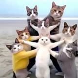 试探拦妇司机头像