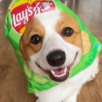 小白白白白白术头像