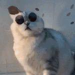 龙鱼猫的个人资料头像