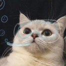 兔叽茶的个人资料头像