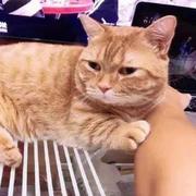 橘猫呀呀的个人资料头像