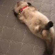 新淼的个人资料头像