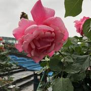 sh52114的个人资料头像