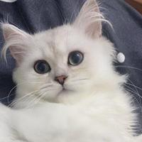 千暮741头像
