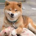 痴心君莫笑头像