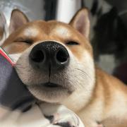 懿22的个人资料头像