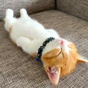 我躺平了的个人资料头像