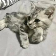 隔壁老赵651的个人资料头像