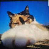 小玲的肥波头像