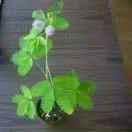 极速山丘TF9头像