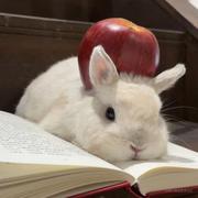 雷小兔抽象版的个人资料头像