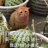 KnZ头像