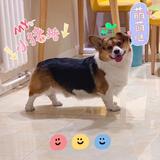 gavinguo头像
