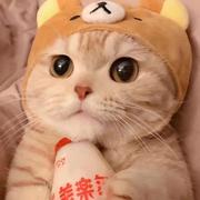 前端打桩机的个人资料头像