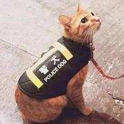 Hanzawa_Naoki的个人资料头像